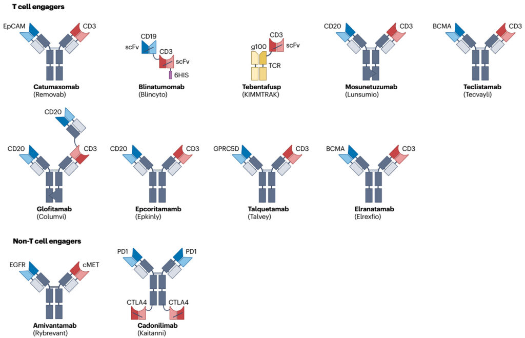 Bispecific Antibodies: Analytical Characterization & Bioanalysis